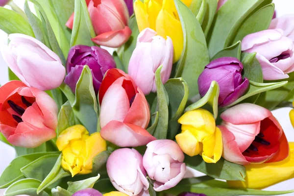 Tulpen Blühen Blütenblätter Frühlingsflora — Stockfoto