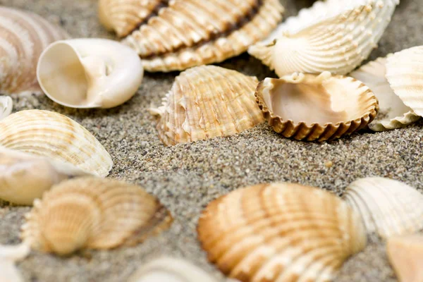 Сувениры Морскими Снарядами Пляже — стоковое фото