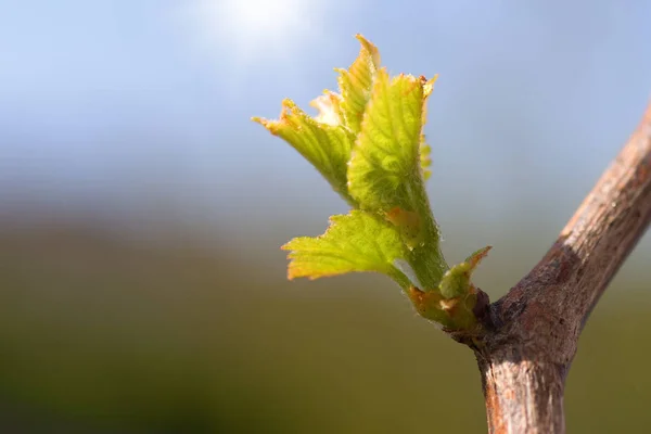 Vine Leaves Sunny Day Close — Stock Photo, Image
