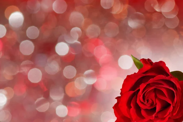 Tło Czerwoną Różą Walentynki — Zdjęcie stockowe