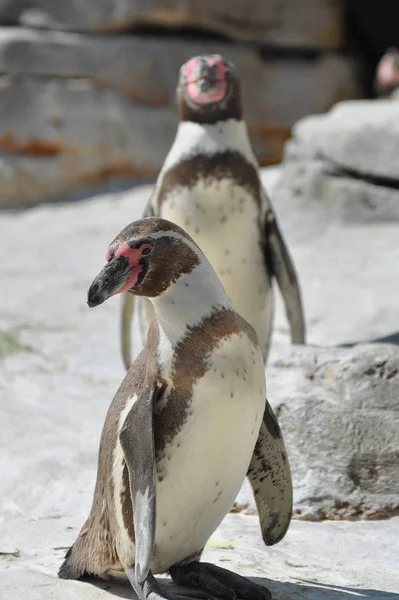 Два Пингвина Скале — стоковое фото