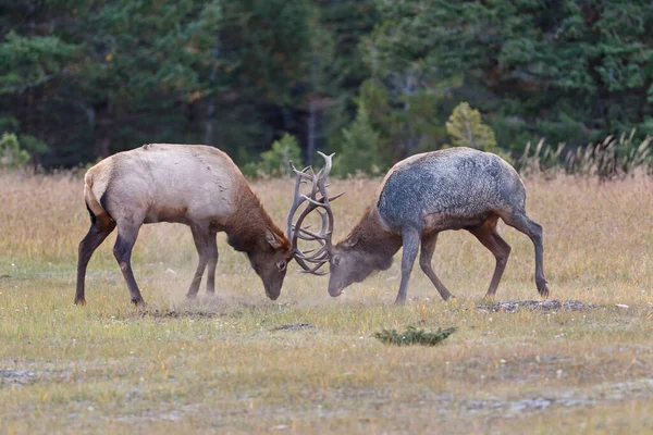 Bull Elks Vechten Jasper National Park Canada — Stockfoto