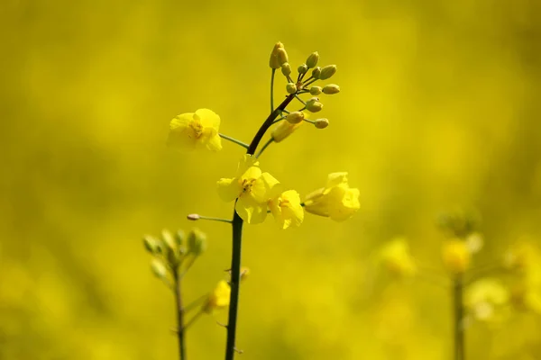 Agriculture Champ Colza Plantes Jaunes — Photo