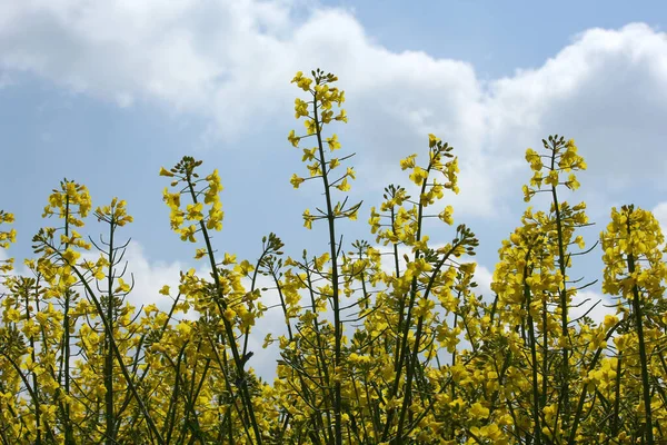 Gelbes Rapsfeld Landwirtschaft — Stockfoto