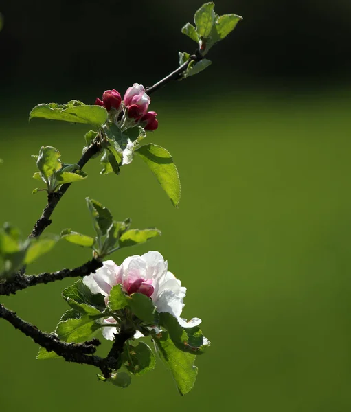 Sluiten Van Appelbloesems — Stockfoto