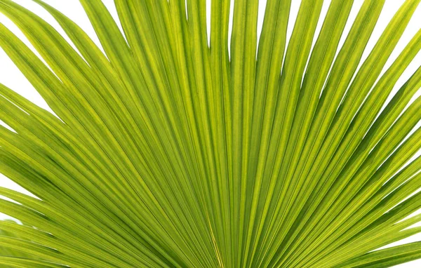 Пальмовая Пальма — стоковое фото
