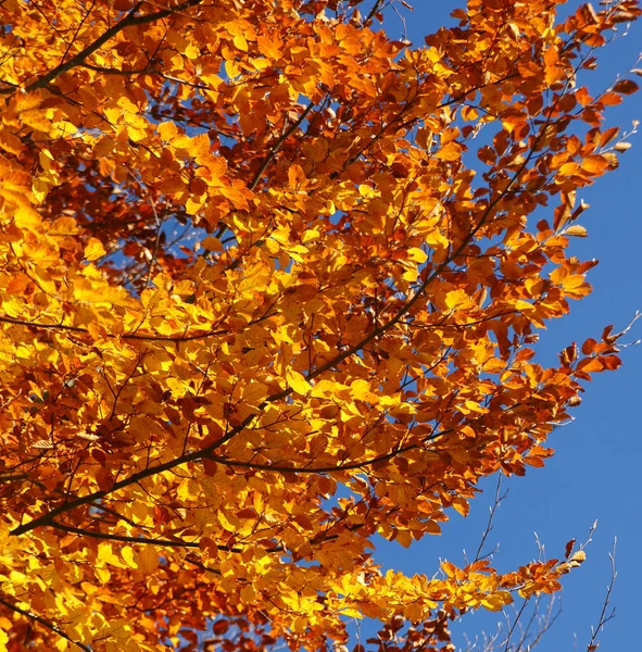 Jesienne Niebo Liści Jesień — Zdjęcie stockowe