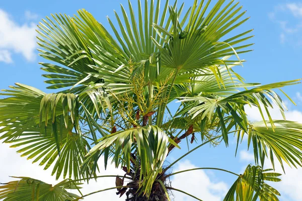 蓝天棕榈树 — 图库照片