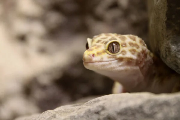 이국적 도마뱀 파충류 — 스톡 사진