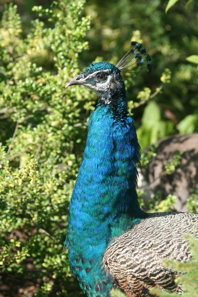 Malerischer Blick Auf Pfauenvogel Freier Wildbahn — Stockfoto