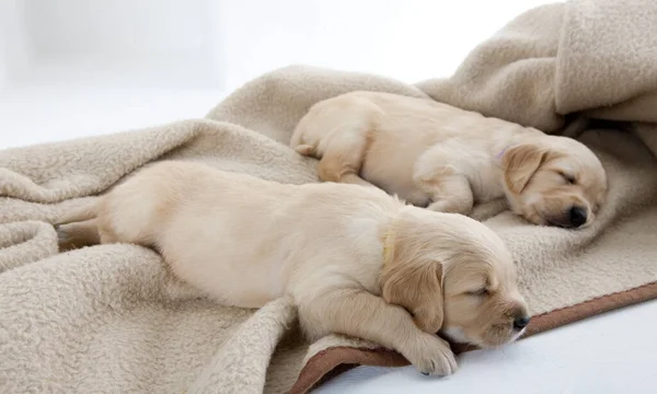 Sleeping Puppies Golden Retriever Royalty Free Stock Images