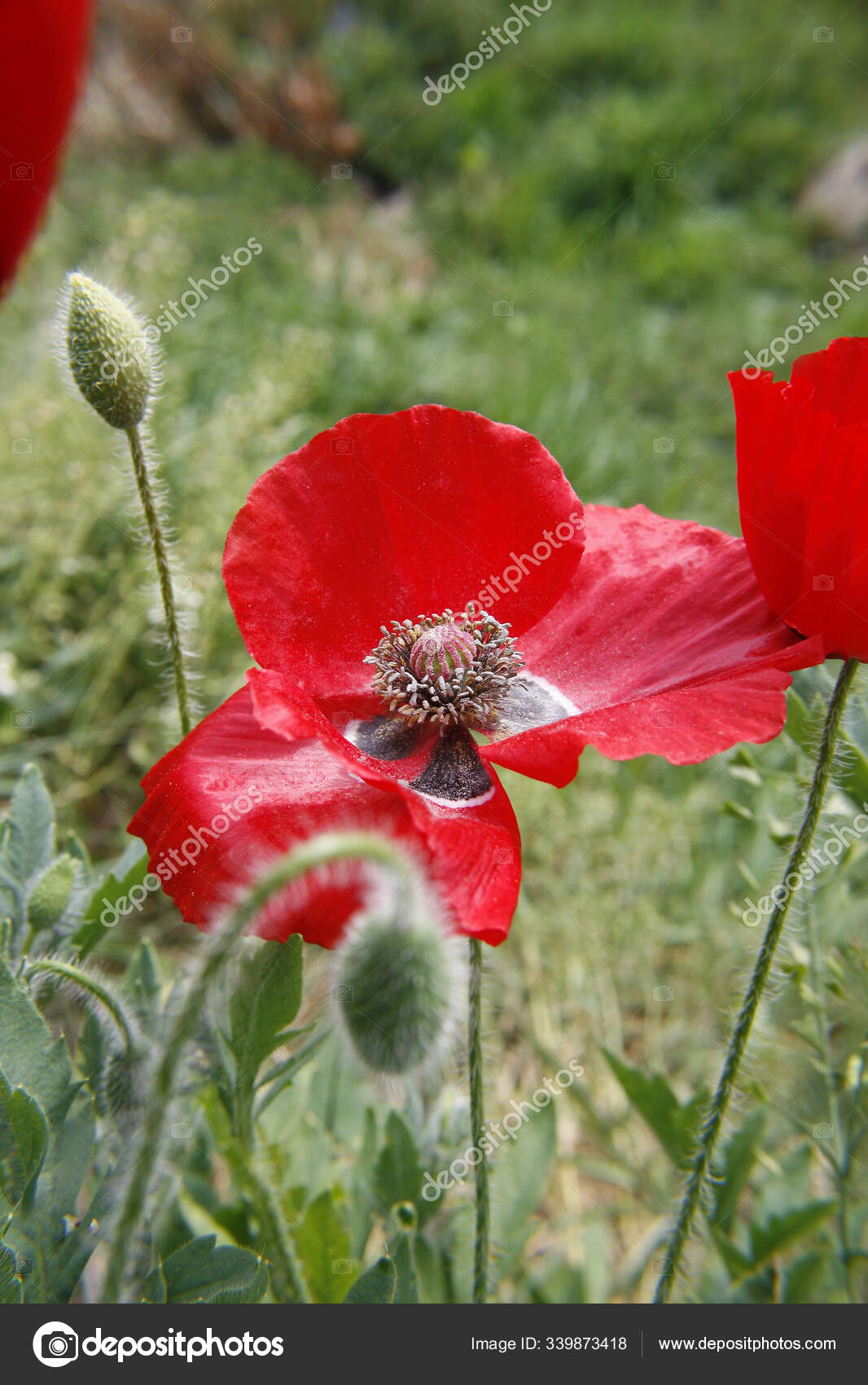 Large Poppy Flower Field Worksop Notts England Stock Photo by ©PantherMediaSeller 339873418