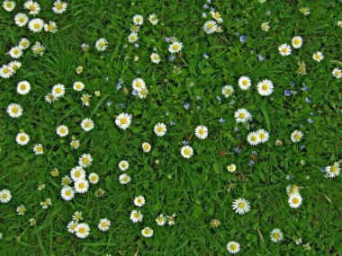 Top view of meadow with many white daisies (Bellis perennis), several Bird' clipart