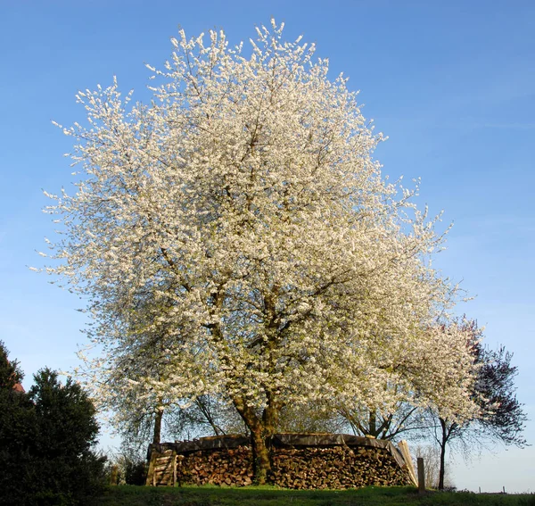 Marzenie Kwiat Siegelsbach — Zdjęcie stockowe