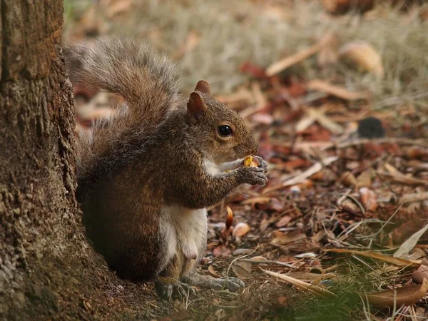 Animale Veveriță Natură Veveriță Pufoasă — Fotografie, imagine de stoc