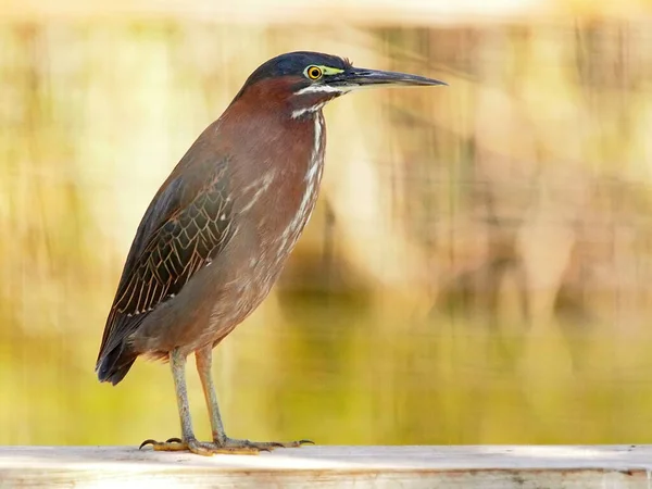 自然の中でのヘロン鳥の景観 — ストック写真