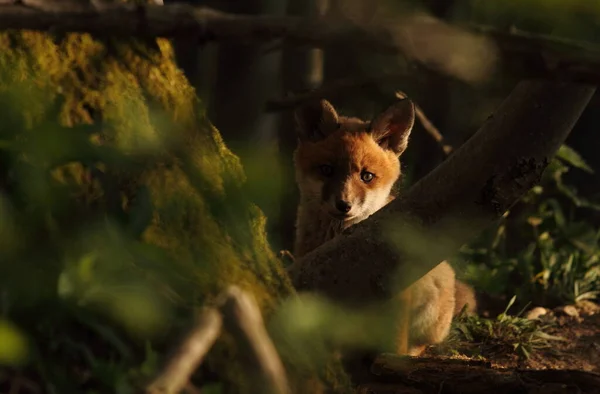 Vulpes Vulpes Fox Animal — стоковое фото