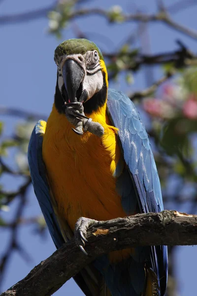 Vista Cerca Hermoso Loro Guacamayo —  Fotos de Stock