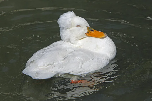 Hausgeflügel Auf Dem Hof — Stockfoto