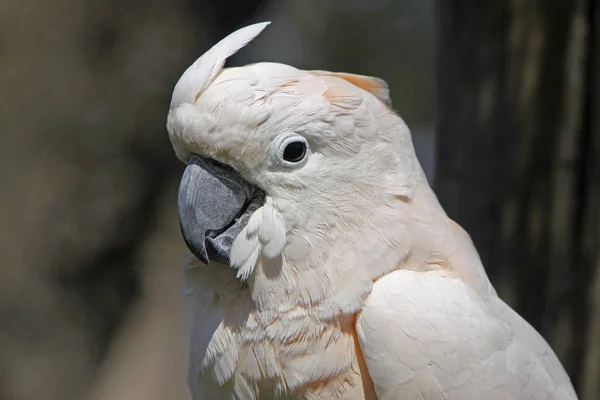 热带鹦鹉鸟 植物及动物 — 图库照片