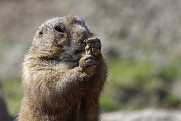 Präriehundar Vilda Djur Släktet Cynomys Hamster — Stockfoto