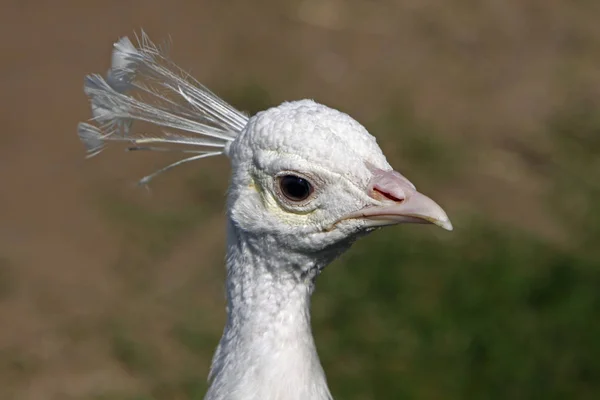 Festői Kilátás Páva Madár Vadon Élő Állatok — Stock Fotó