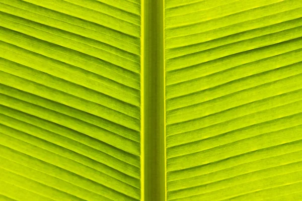 Hoja Verde Textura Fondo —  Fotos de Stock