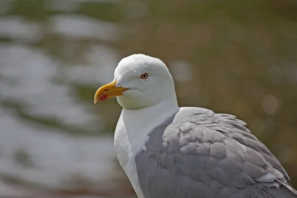 Seagull Profile — Stock Photo, Image