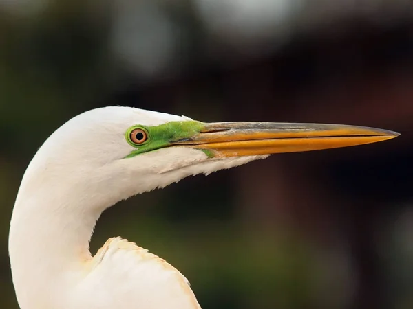 Blick Auf Schöne Vögel Der Natur — Stockfoto