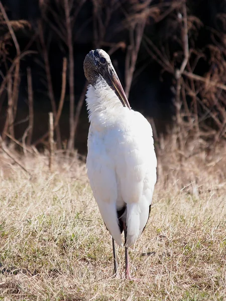 Vue Panoramique Belle Cigogne Oiseau Nature — Photo