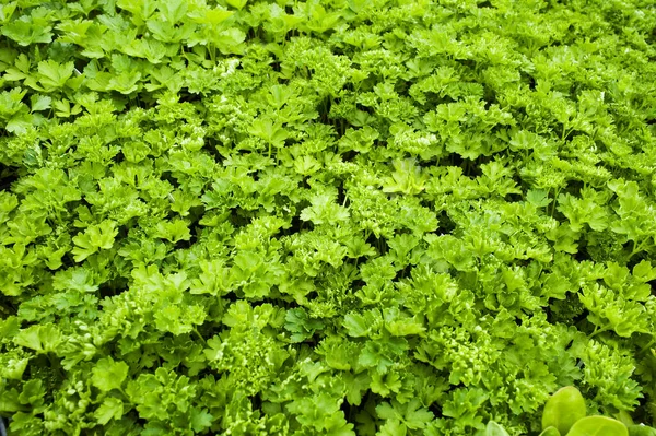 Perejil Verde Fresco Que Crece Invernadero — Foto de Stock