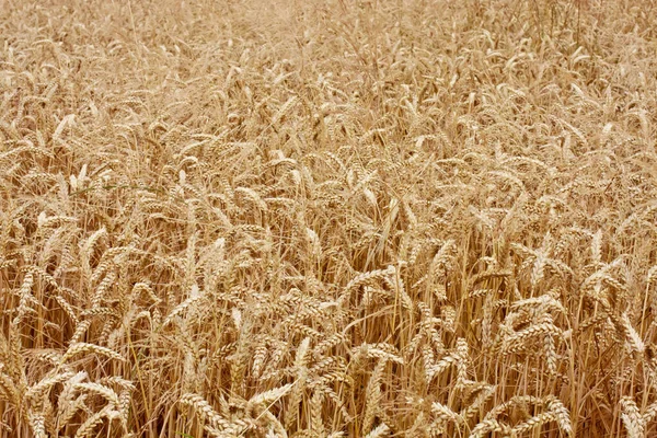 Пшеничное Поле Сельской Местности Сельскохозяйственные Угодья — стоковое фото