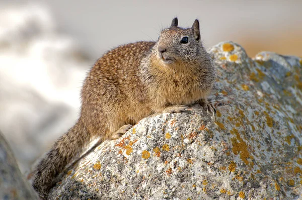 Marmorekorre Marmotini Gnagare — Stockfoto