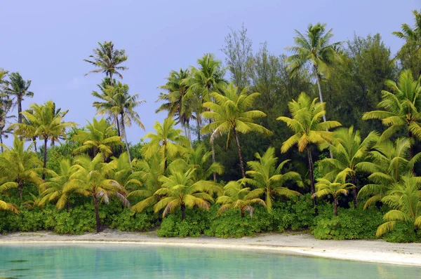 Malowniczy Widok Plażę Palmową — Zdjęcie stockowe