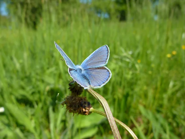 Çiçek Üzerine Mavi Kuş Yabanilik Kavramı — Stok fotoğraf