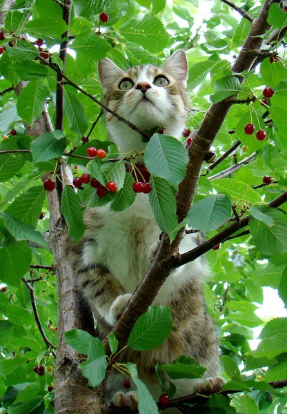 Porträt Einer Süßen Katze — Stockfoto