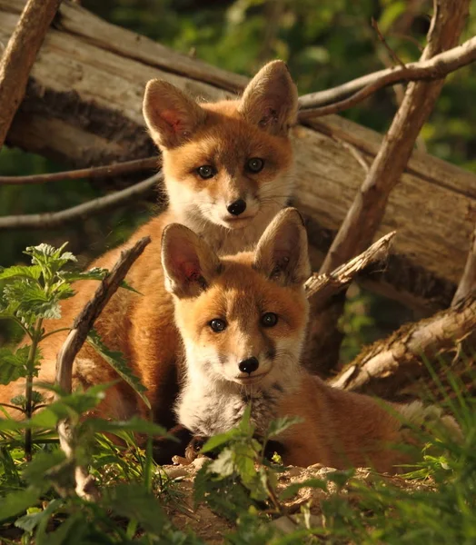 Vulpes Vulpes Fox Animal — Stock fotografie