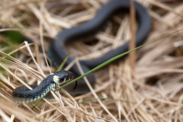 Cobra Grama Mundo Animal — Fotografia de Stock