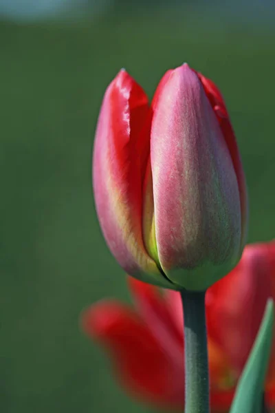 Tulpen Blühen Flora Frühling — Stockfoto