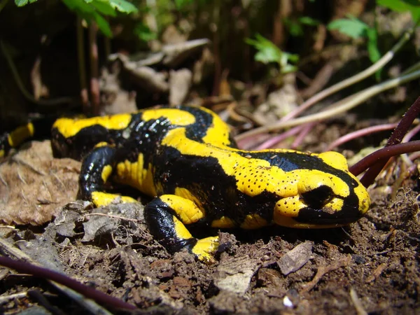 Salamandra Fuego Parque Nacional Kellerwald — Foto de Stock