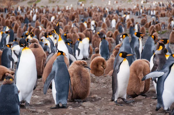 Binlerce Kral Penguen Yumurtadan Yeni Çıkmış Yavruları Kolonilerini Güney Georgia — Stok fotoğraf