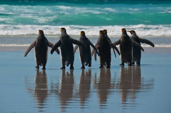 Widok Siedmiu Królewskich Pingwinów Wchodzących Oceanu Volunteer Point Falklandy — Zdjęcie stockowe