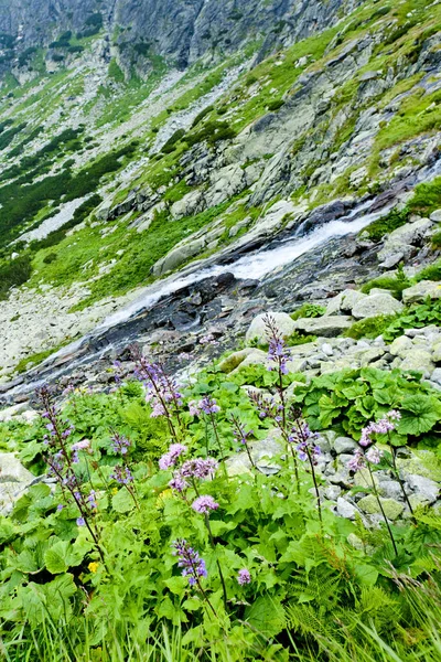 Kvetnica Vysoke Tatry Alti Tatra Slovacchia — Foto Stock