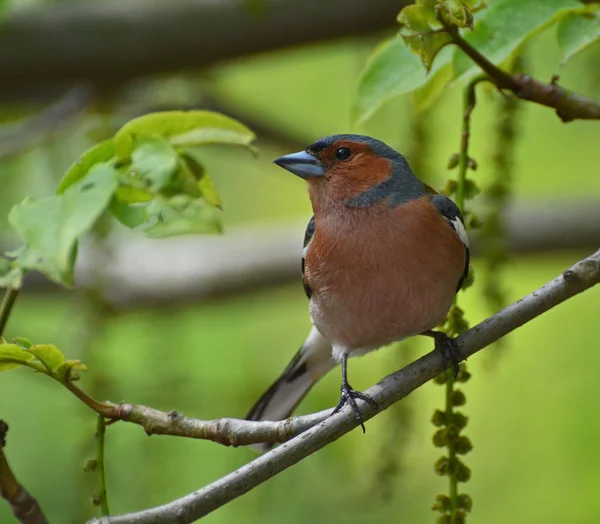 Chaffinch Floresta — Fotografia de Stock