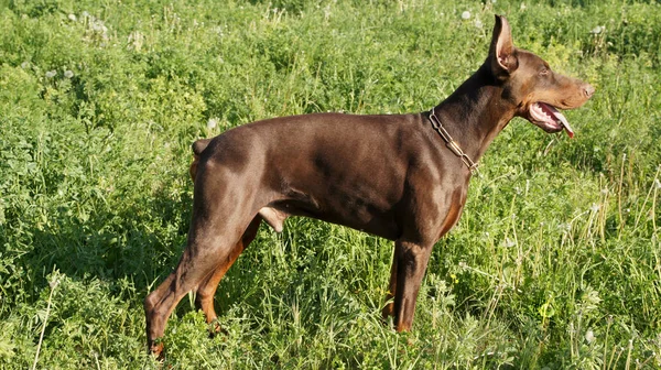 Portret Van Een Schattige Hond — Stockfoto