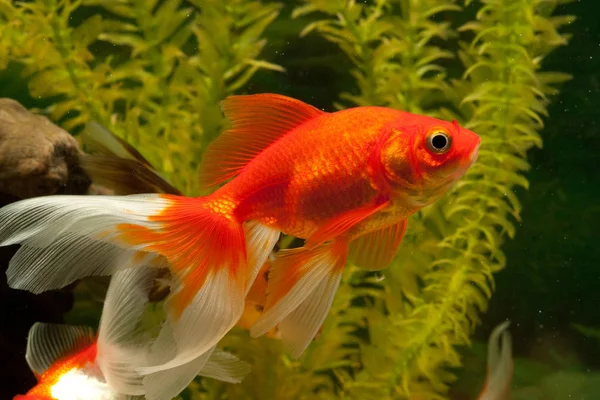 Red Goldfish Swimming Underwater — Stock Photo, Image