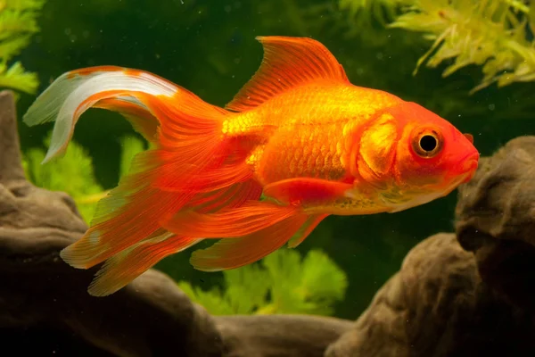 Red Goldfish Swimming Underwater — Stock Photo, Image