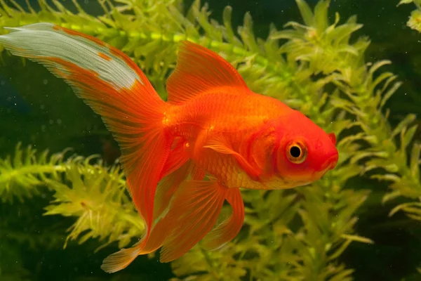 Vermelho Goldfish Natação Subaquática — Fotografia de Stock