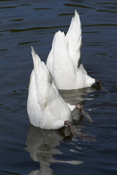 Pływanie Ptaków Koncepcja Dzikości — Zdjęcie stockowe