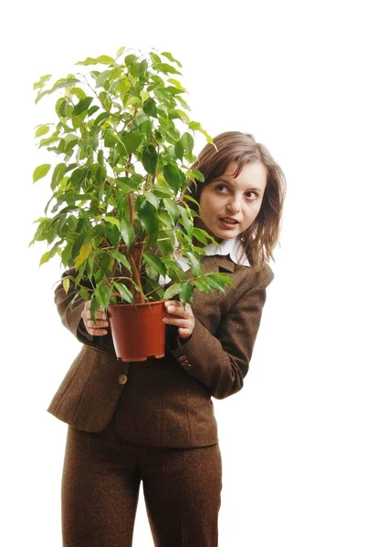 Mulher Negócios Terno Escondido Atrás Planta Ficus Verde Isolado Branco — Fotografia de Stock
